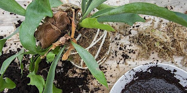 Epiphytes: DIY Plant Mounting