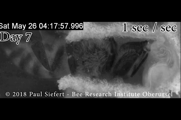 
		What happens within the honey bee hive? A talk by Dr Paul Siefert image
