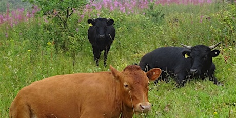 An Introduction to Conservation Grazing  of Meadows - Part One