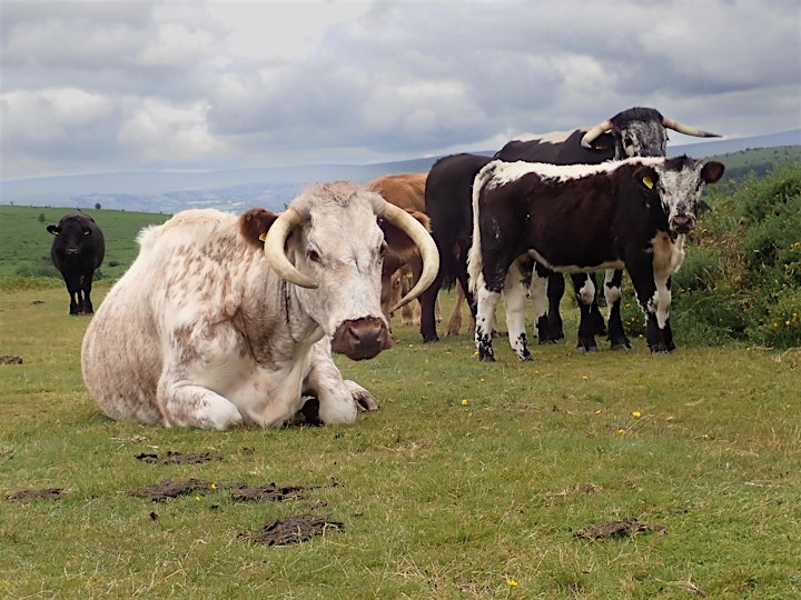 An Introduction to Conservation Grazing - Part Two image
