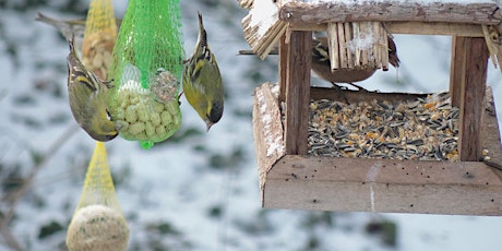 Vogels voederen en spotten
