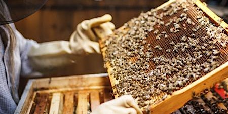 Image principale de Gulf Coast Beekeepers of Florida - Monthly Meeting - Lee county