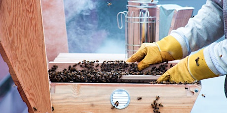Beekeeping 103: Beehive Rescue and Honey Harvesting tickets