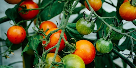 Farming 102: Discovering our Roots - Tomato Teachings tickets