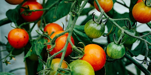 Farming 102: Discovering our Roots - Tomato Teachings