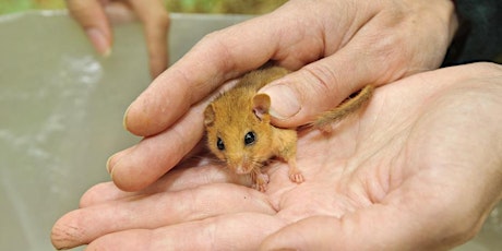 Introduction to Dormice with Henry Stanier tickets
