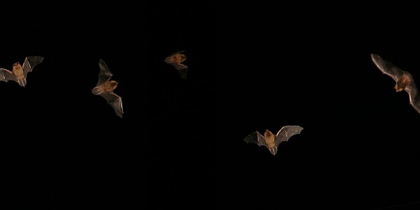 Bats: In The Dark
