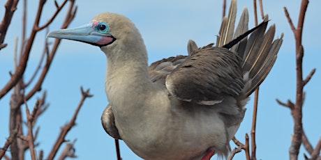 "The Galapagos: wildlife, birds and Darwin": A Talk by Ian Gasper tickets