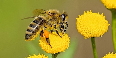 The Importance of Bees primary image