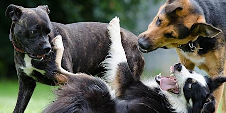 ONLINE-Vortrag Calming Signals - Hundesprache verstehen tickets