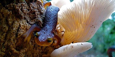 Fungus (and Newts) Among Us tickets