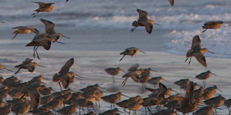 Winter Birds of Tomales Bay tickets