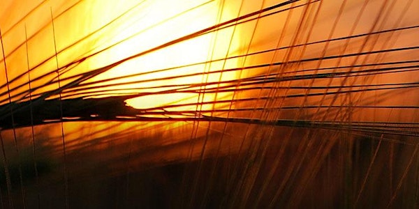 Small Language Planning: Communities in Crisis