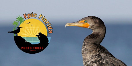 The Wading Birds of Southwest Florida Tour primary image