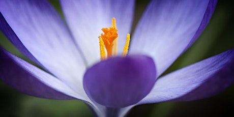 Creative Indoor Flower Photography primary image