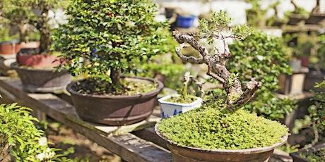 Masterclass: The Art of Bonsai, Principles and Practices primary image