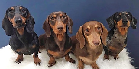 Sausage Dog Doggy Social tickets