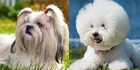 Shih Tzu  and Bichon Doggy Socials (including all cross breeds) - all ages tickets