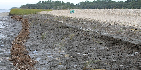 The Ecological Engineering of Living Shorelines primary image