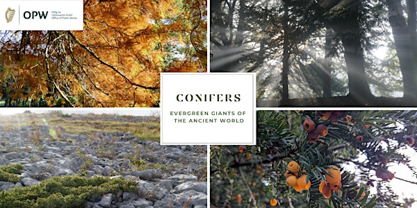 Tour: Conifers and Their Allies - Evergreen Giants of the Ancient World
