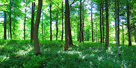 Shinrin-yoku (Forest Bathing) in Nower Wood Nature Reserve, Surrey tickets