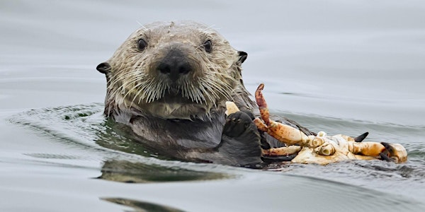Mammals: Alaska Sealife Center