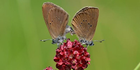 Découverte de la vie des papillons azurés Maculinea billets