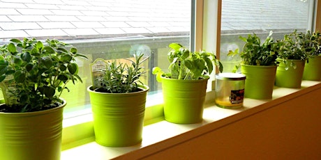 Indoor and Container Gardening 101