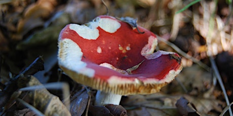 Fungi Foray primary image