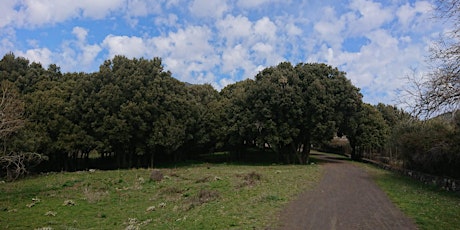 Immagine principale di Etna Trekking: Il Bosco dei Centorbi 