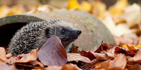 Introduction to hedgehogs (EWC 2806) tickets