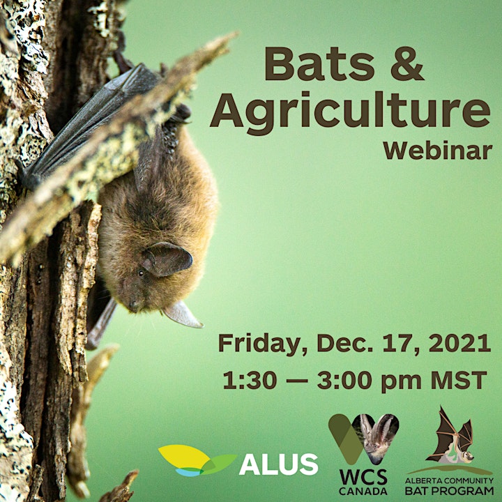 
		Bats & Agriculture Webinar, Presented by ALUS & AB Community Bat Program image
