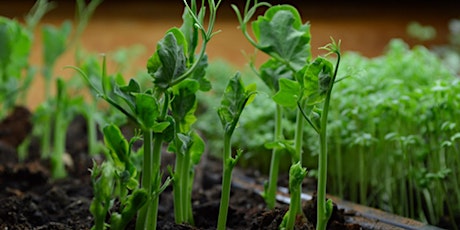 Grow Microgreens on your Windowsill primary image