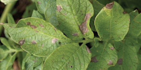 Early blight & brown spot of potatoes - symptoms, epidemiology & management primary image