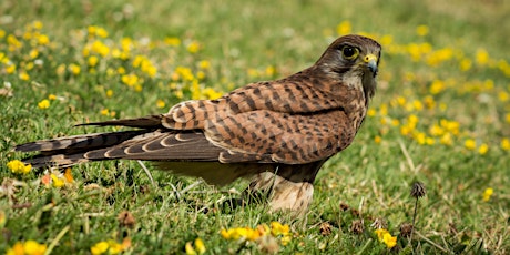 Birds of Prey of the North Kent Marshes tickets