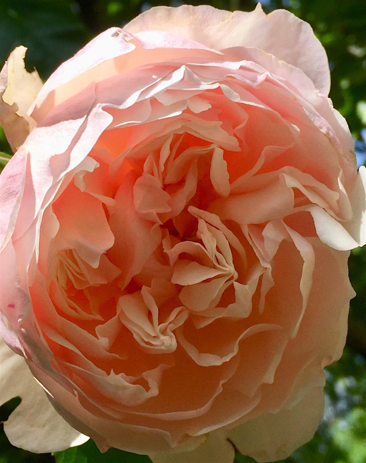 Rose pruning and care image