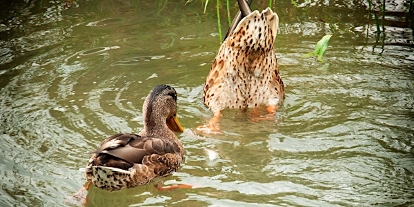 Mothers Day Community BioBlitz
