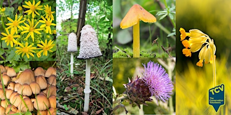 Annual Review of 2021 Meadow and Fungi Surveys -  The Paddock tickets