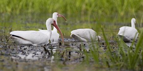Free Wildlife Webinar - Wading Birds of Florida