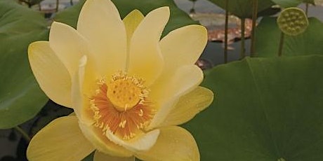 Lotus  Paddle 1 - 2022 - Sultana Education Foundation
