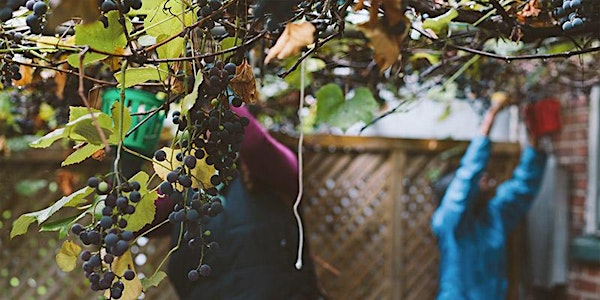 Cultiver des fruits en ville : arbres et arbustes fruitiers