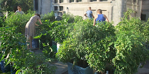 Jardiner à Montréal cet été: le jardinage urbain démystifié!