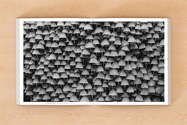 Afbeelding van Presentatie nieuw boek Jan Vermeer over paddenstoelen