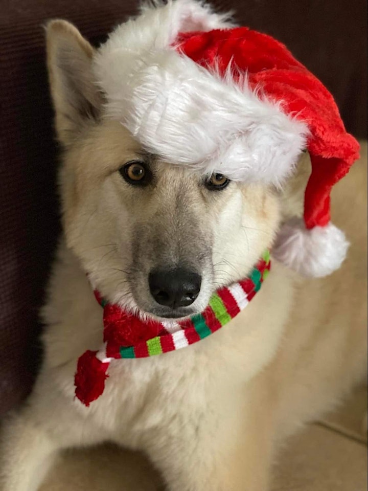 
		Santa Paws- Holiday photos with an ambassador Wolf-dog image
