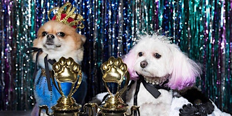 The NYC Doggies & Tiaras Pageant 2016 primary image