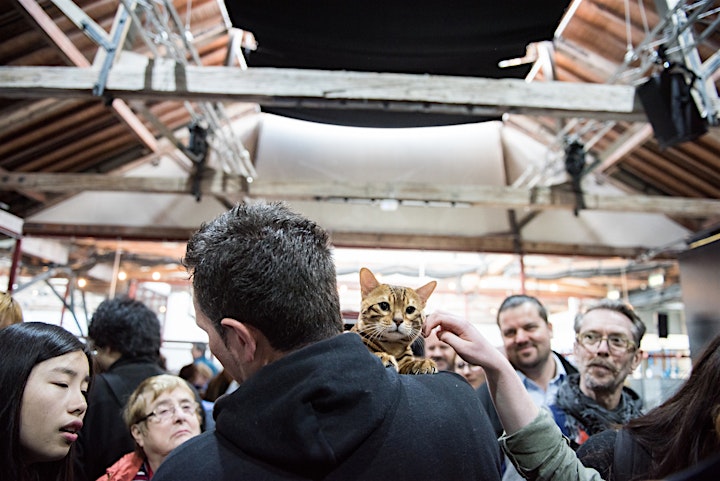 LCWW Cat Extravaganza in Brighton image