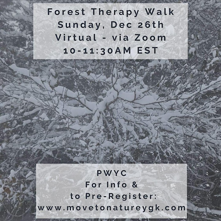 Virtual Forest Therapy Walk image