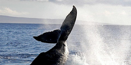 Earth Day Whale Watch With ACS-Orange County! primary image