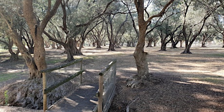Guided Walk through the ancient Olive Groves at Gilberton (Parks 7 and 8) tickets