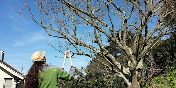 Winter Fruit Tree Pruning